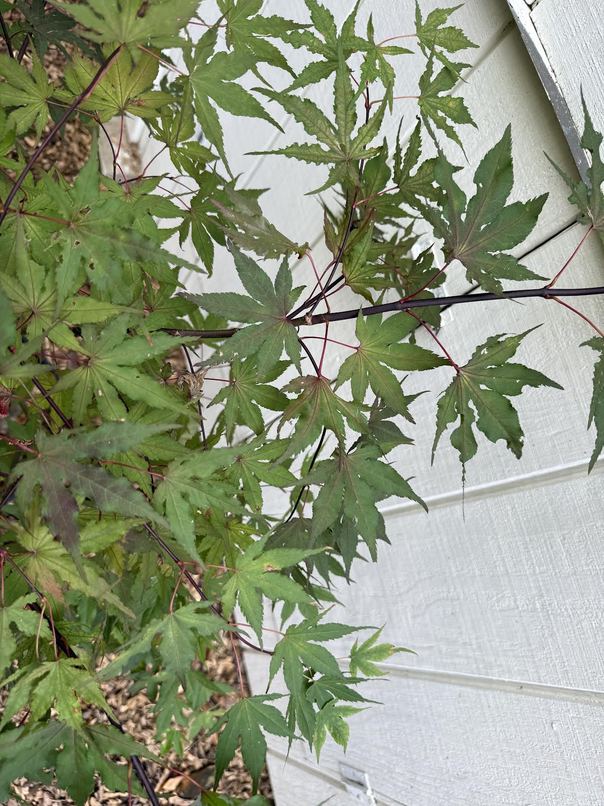 Japanese Maple ' Purple Ghost ' Grafted