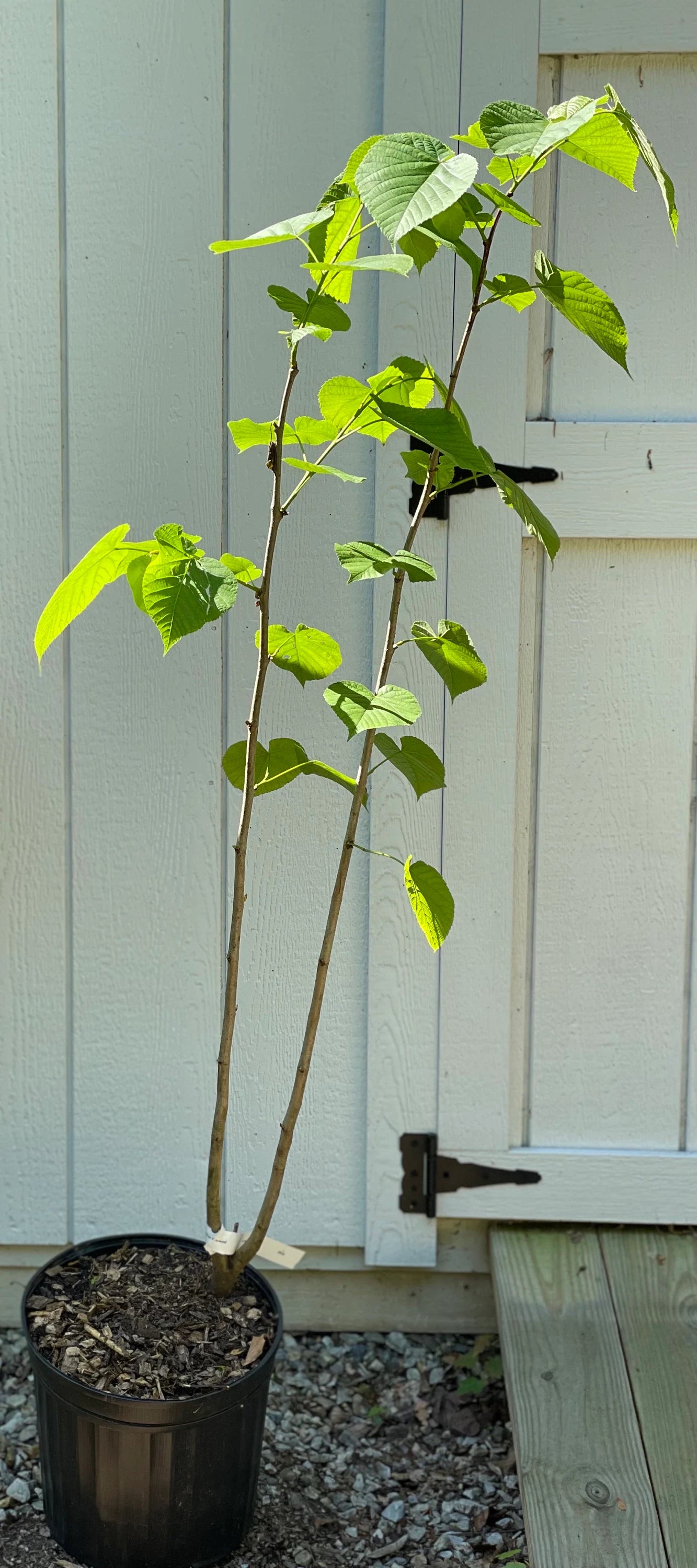 American Basswood ( Tilia Americana )