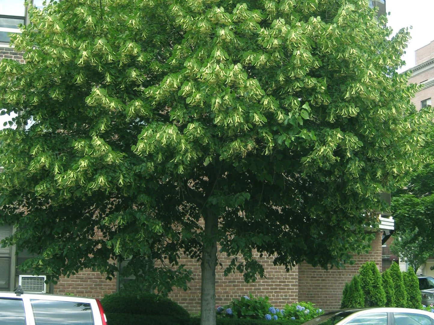 American Basswood ( Tilia Americana )