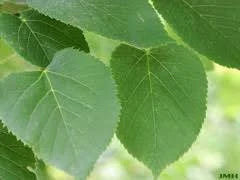 American Basswood ( Tilia Americana )