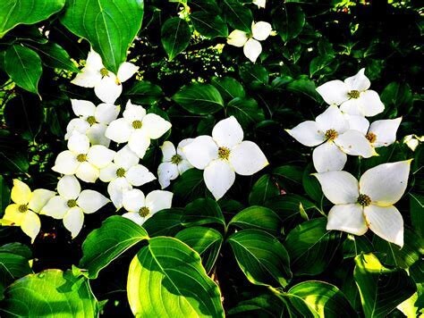 Kousa Dogwood Blue Ray