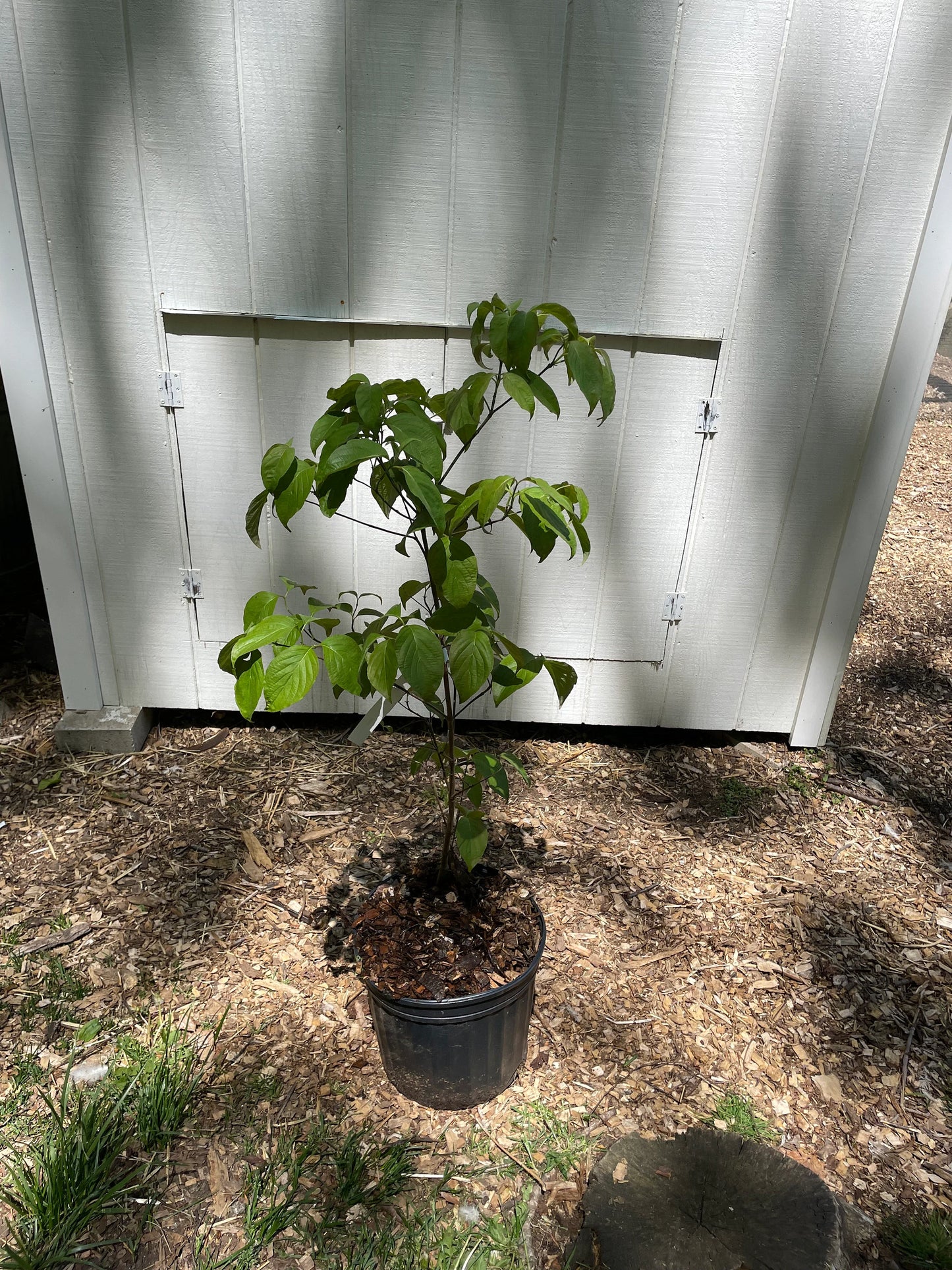 Cherokee Brave Dogwood Tree