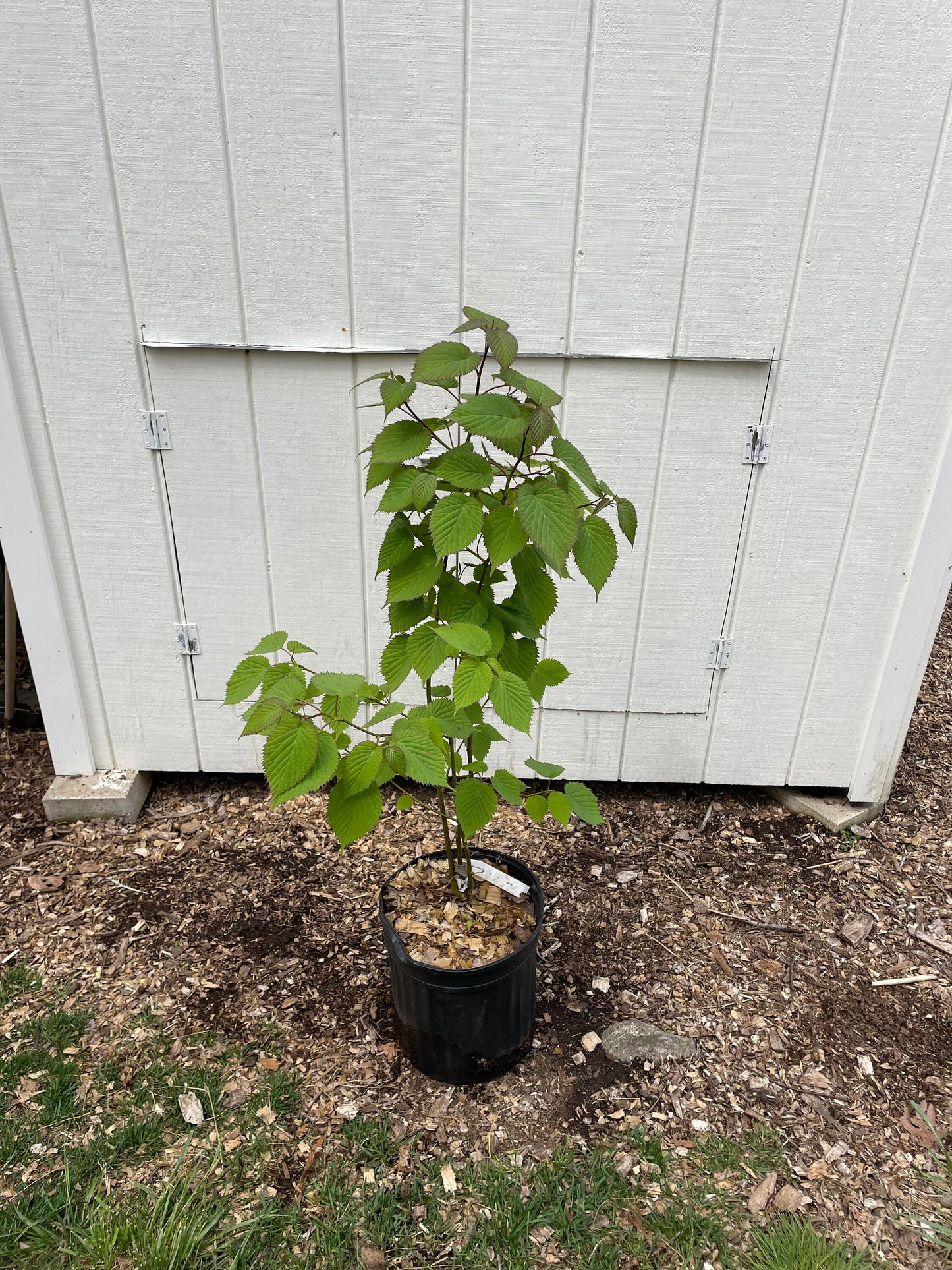 Dove Tree Davidia involucrata