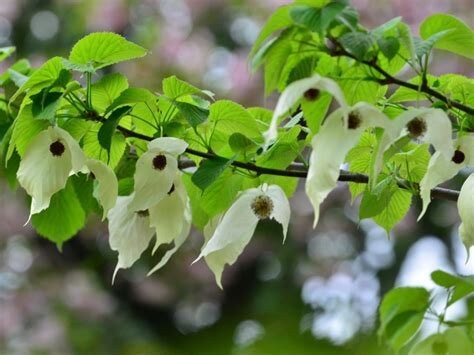 Dove Tree Davidia involucrata