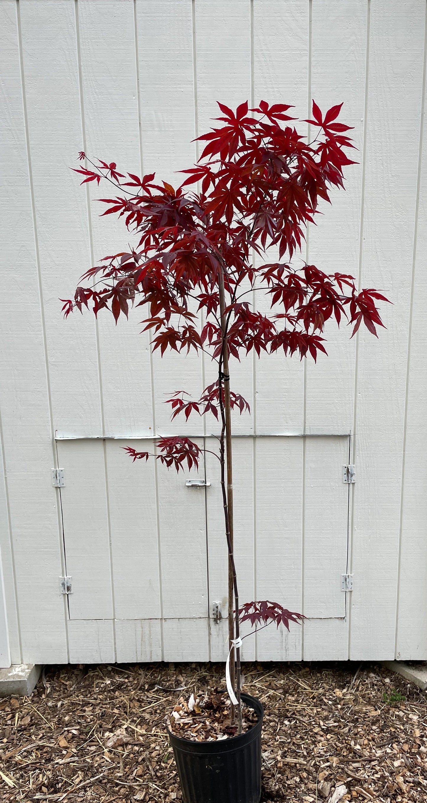 Japanese Maple ' Emperor I ' Acer palmatum