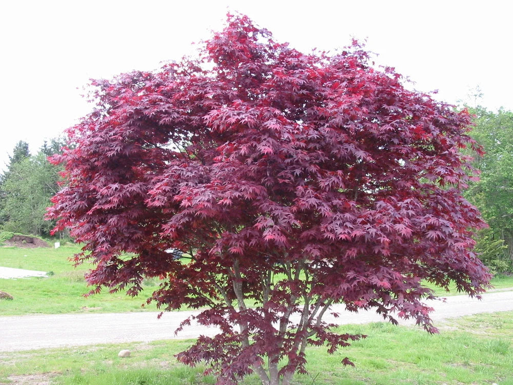 Japanese Maple ' Emperor I ' Acer palmatum