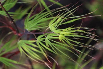 Acer palmatum 'Fukinagashi' Strap Leaf Japanese Maple