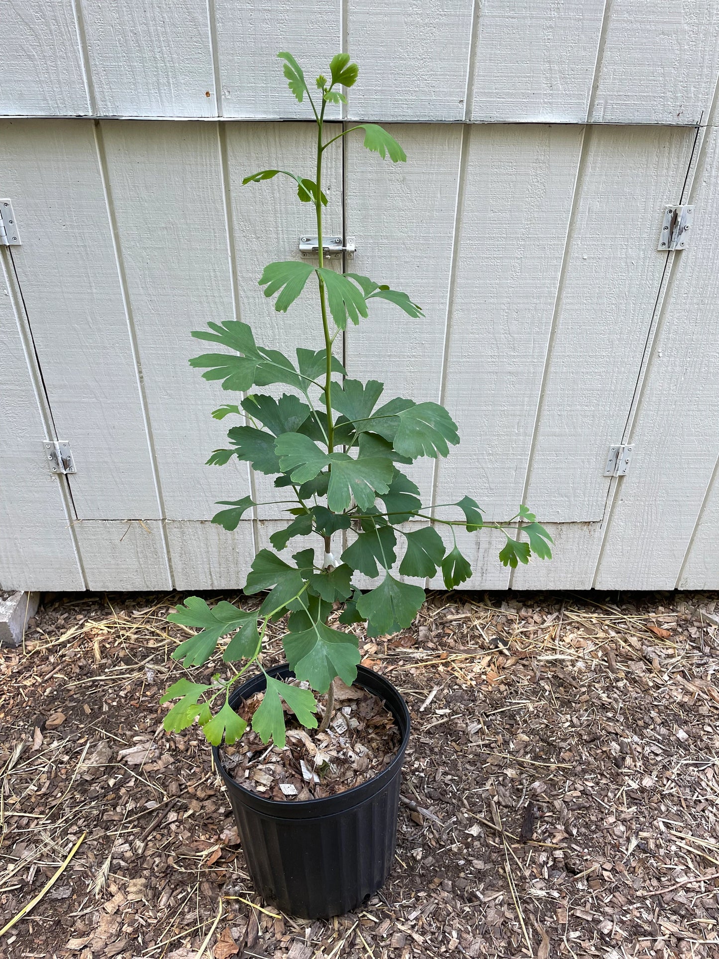 Gingko Biloba Tree