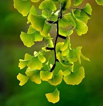 Gingko Biloba Tree
