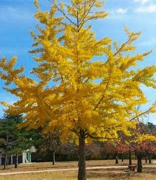 Gingko Biloba Tree
