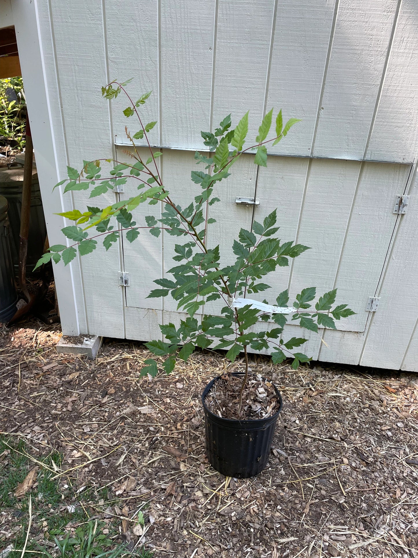 Golden Rain Tree (Koelreuteria paniculata )
