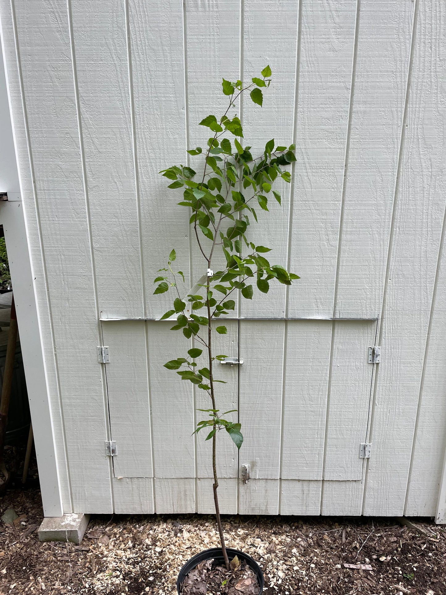 Whitebarked Himalayan Birch Betula utilis var. jacquemontii