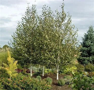 Whitebarked Himalayan Birch Betula utilis var. jacquemontii