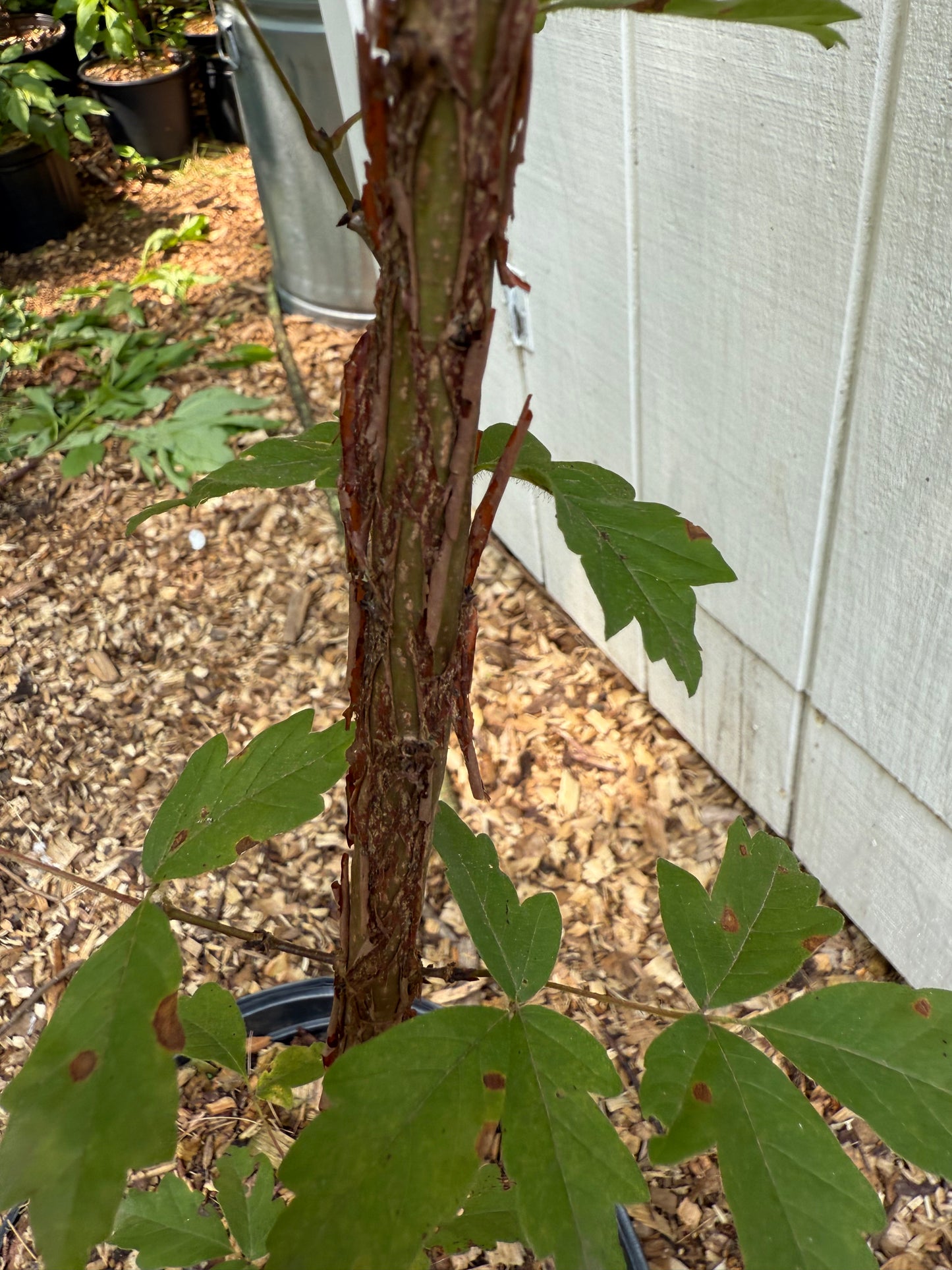 Paperbark Maple ( Acer Griseum )