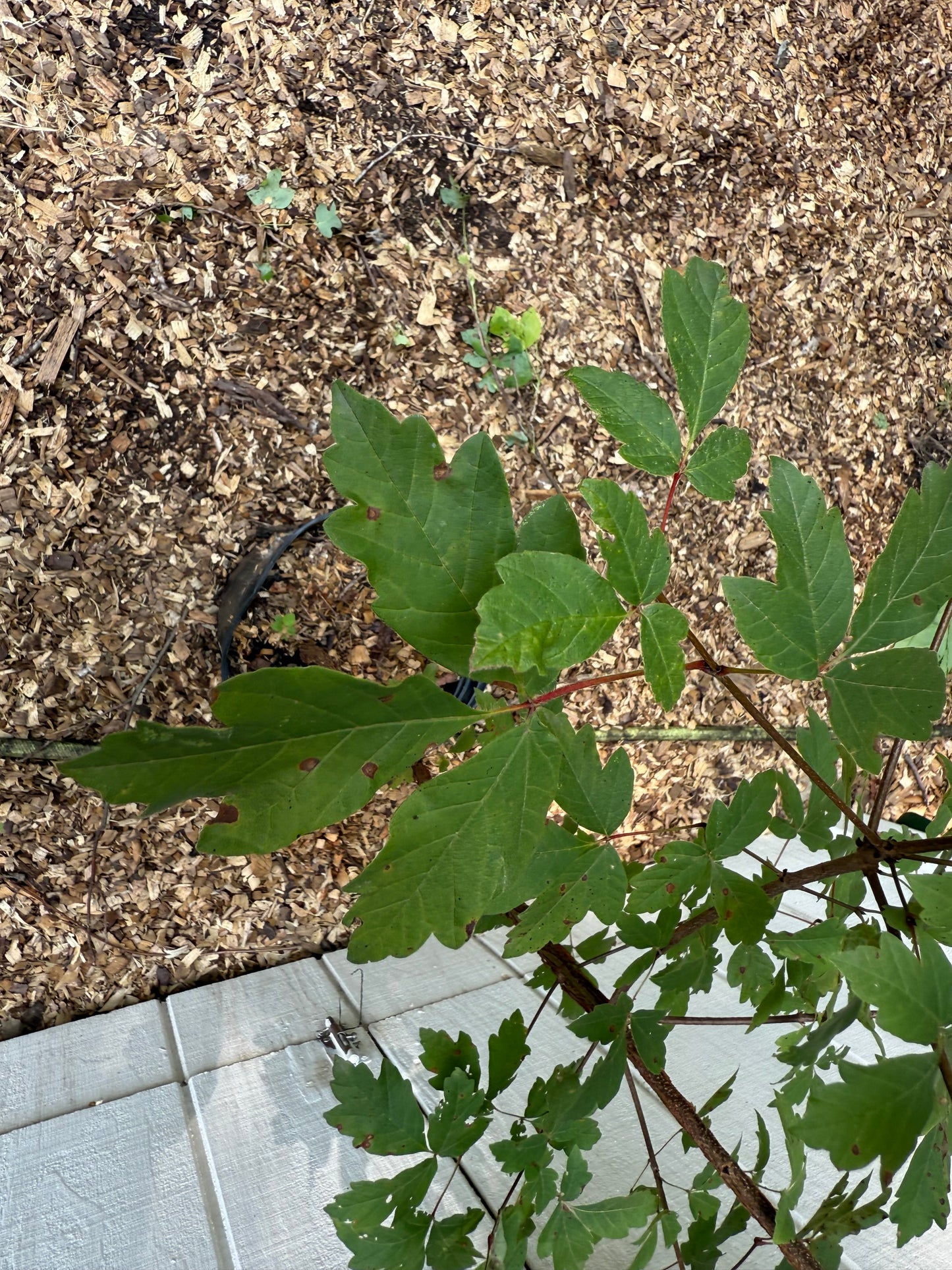 Paperbark Maple ( Acer Griseum )