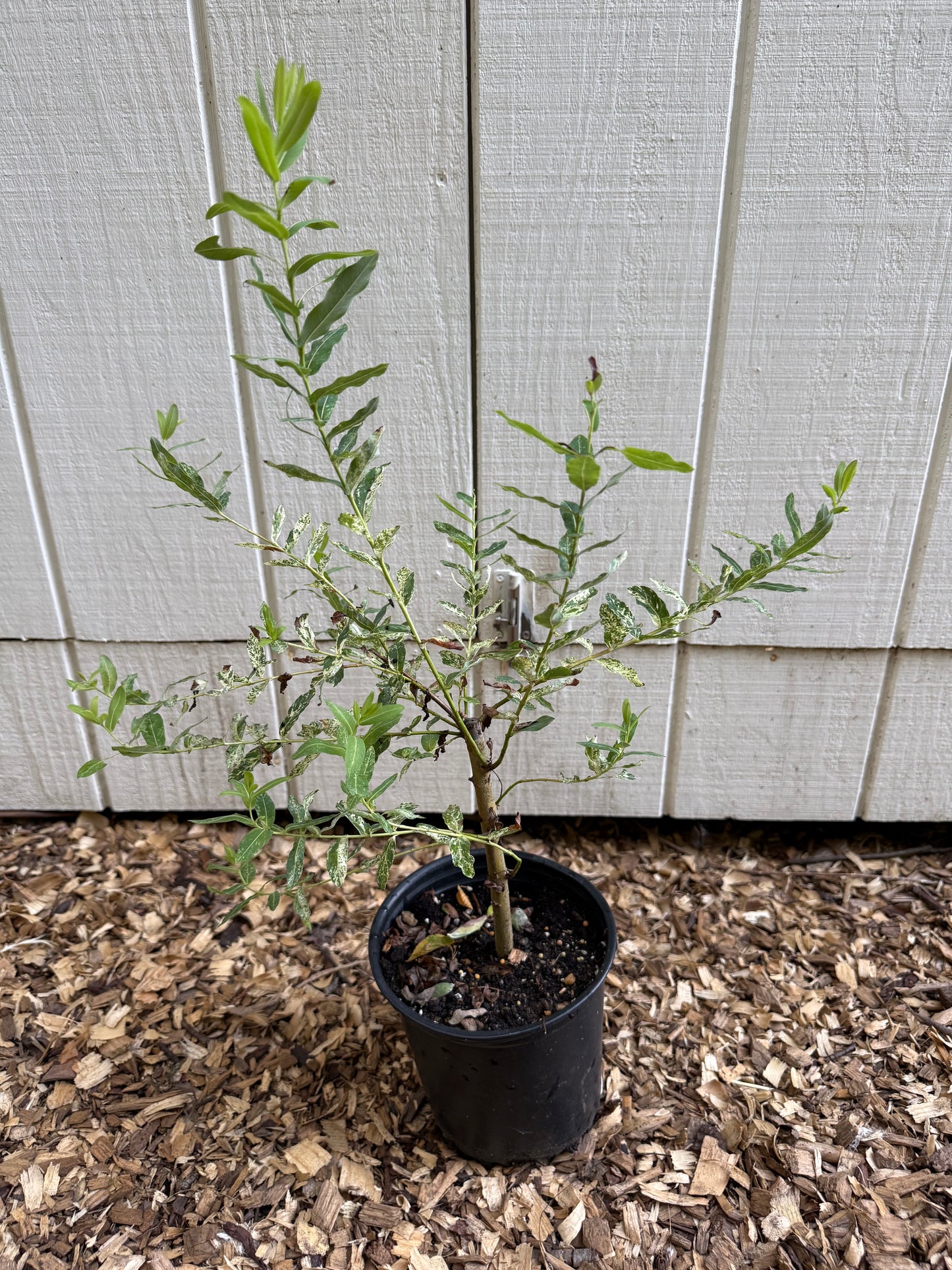 Hakuro Nishiki Dappled Willow
