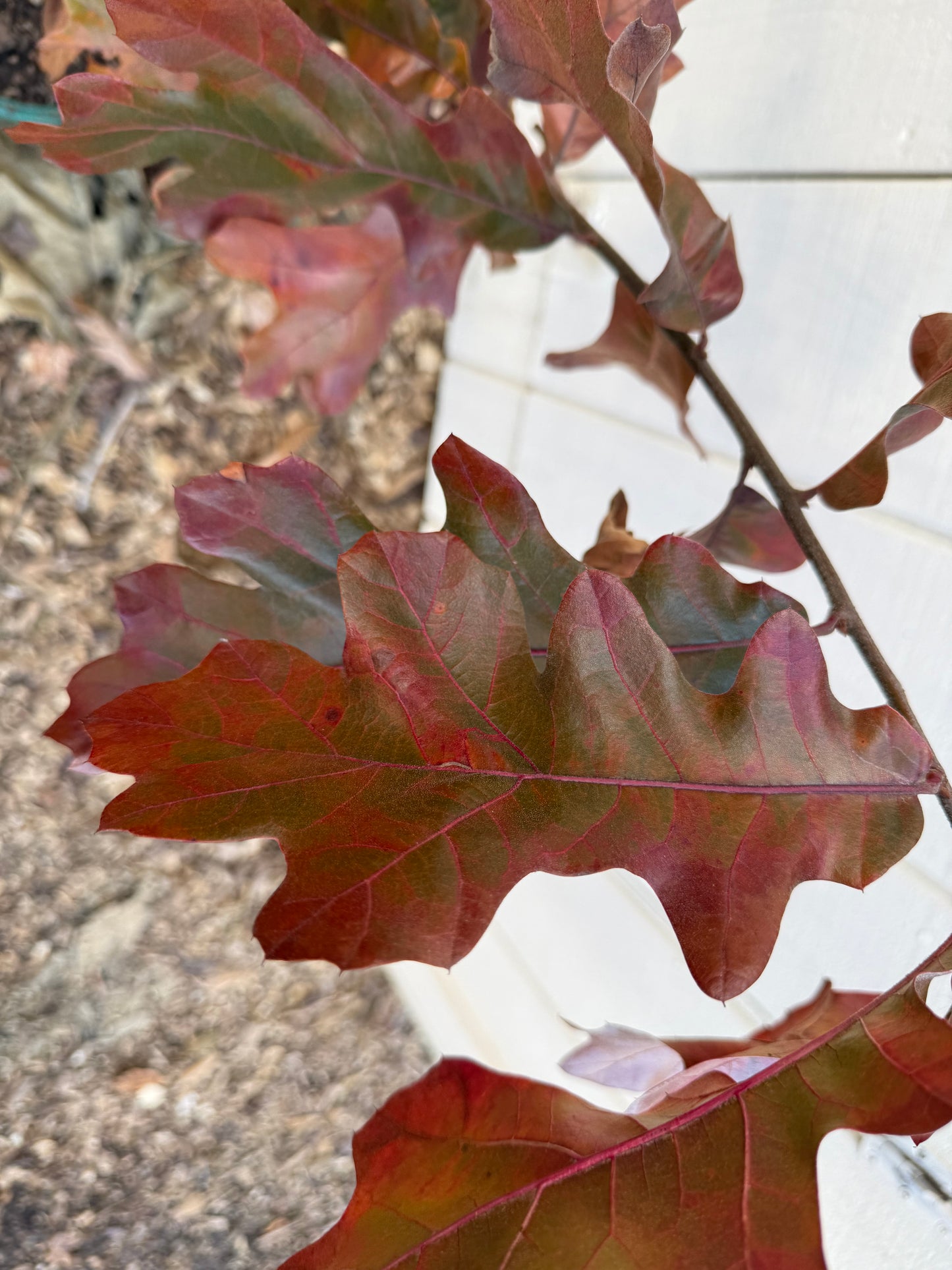Blackjack Oak Tree ( Quercus marilandica )