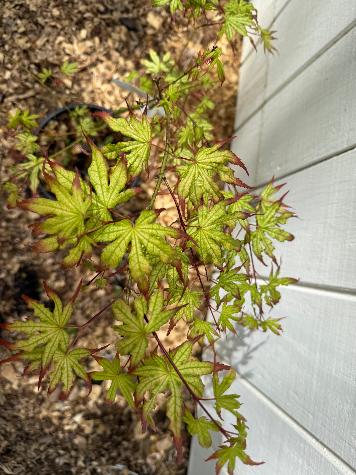 Acer palmatum 'Phantom Flame' 2 Gallon (3 ft)