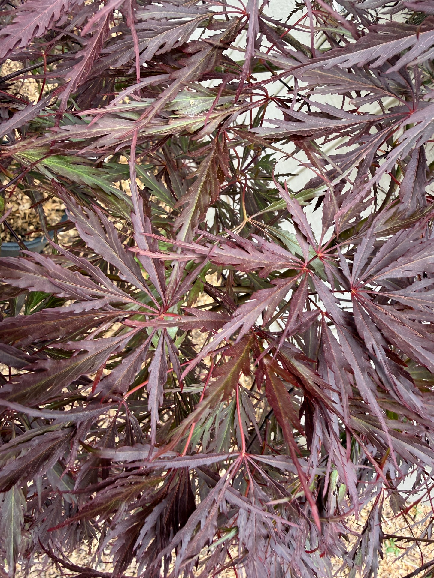 Acer palmatum 'Red Dragon' (Japanese Maple) 3 Gallon Pot (5-6 ft) LOCAL PICKUP ONLY