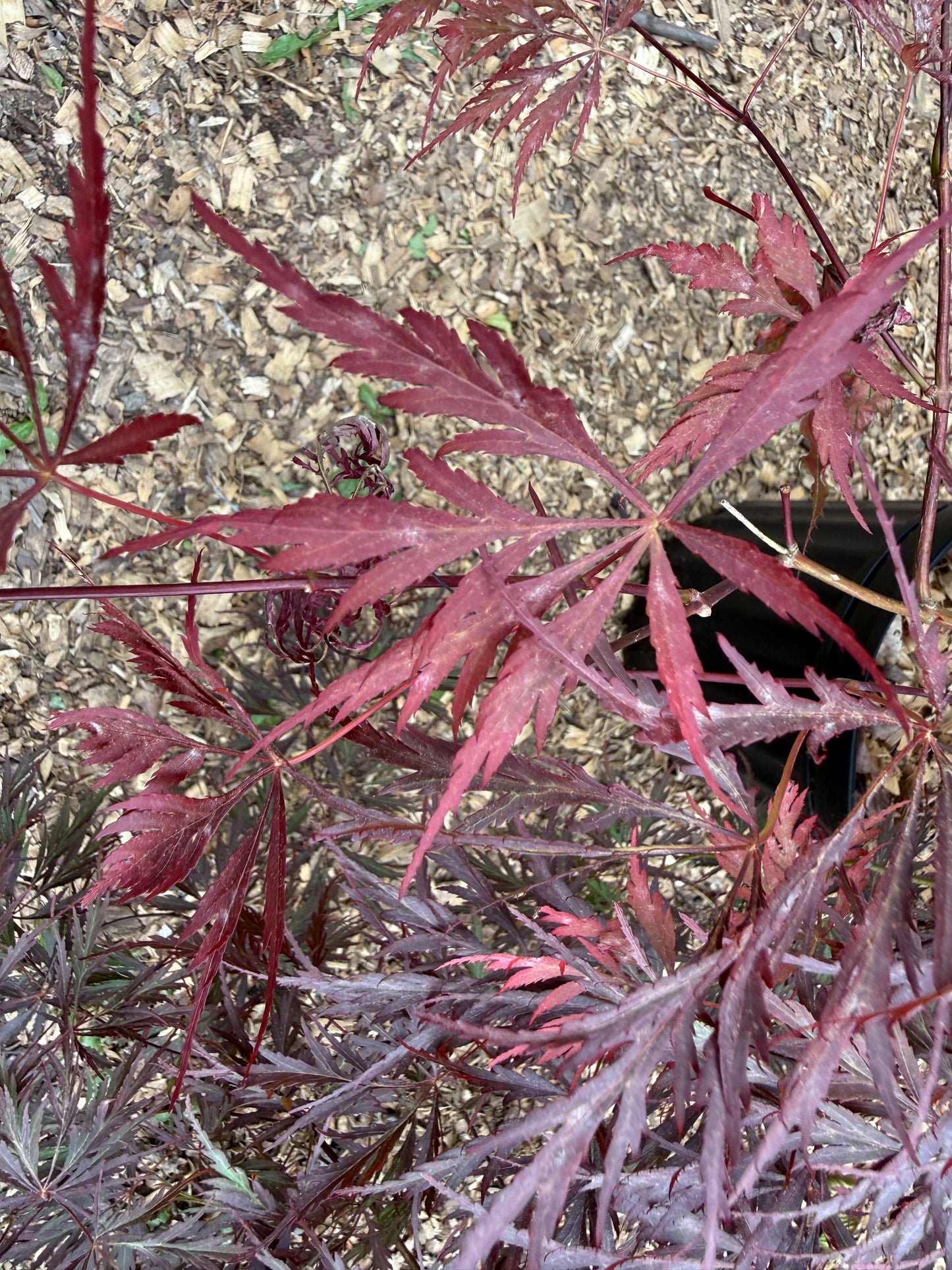 Specimen Japanese Maple 'Stella Rossa' (Acer palmatum dissectum) | Large 3 Gallon, 3ft x 4ft Wide LOCAL PICKUP ONLY