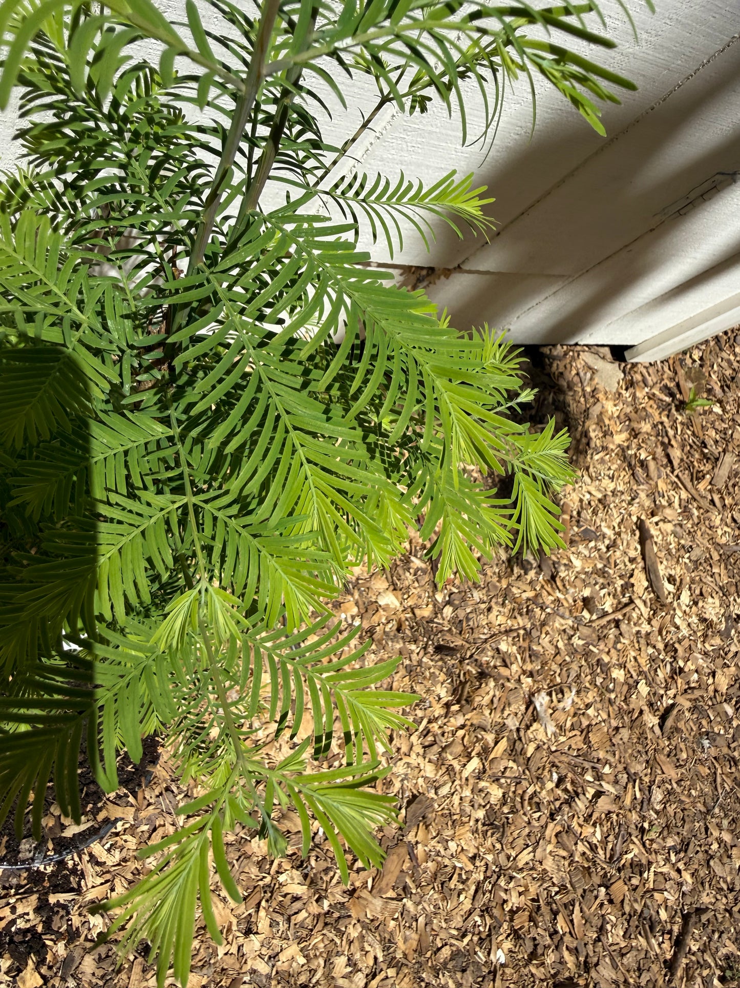 Dawn Redwood Starter Tree (Metasequoia glyptostroboides) | 1–2 Foot, 1 Gallon Pot
