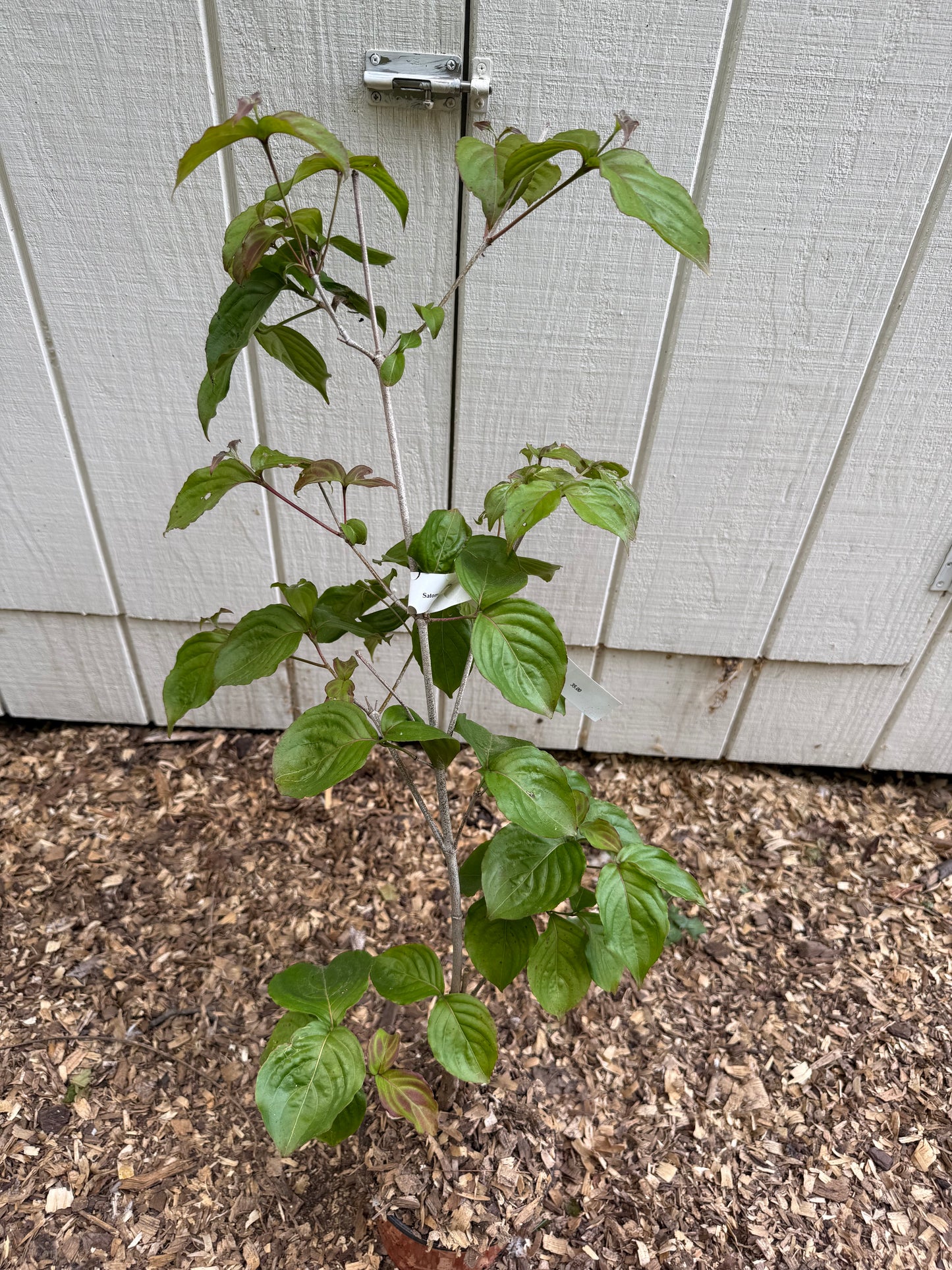 Satomi Kousa Dogwood Live Tree Grafted Pink Flowering Specimen 3 Year Old 1 Gallon Starter Rare Ornamental Garden Tree