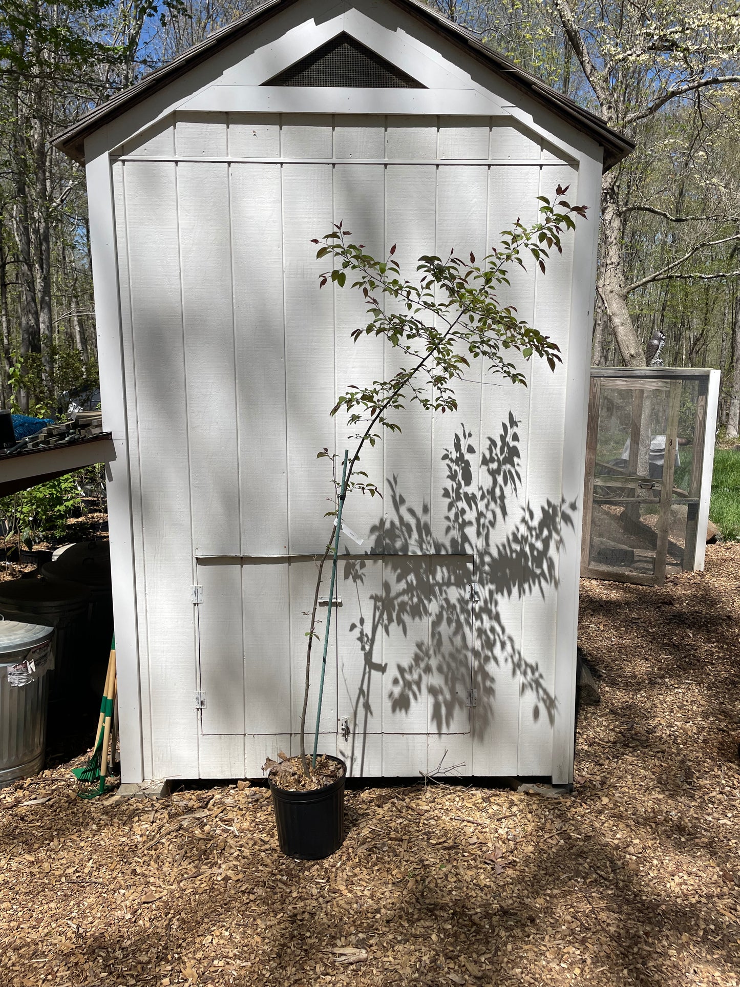 Dolgo Crabapple ( Malus Baccata )