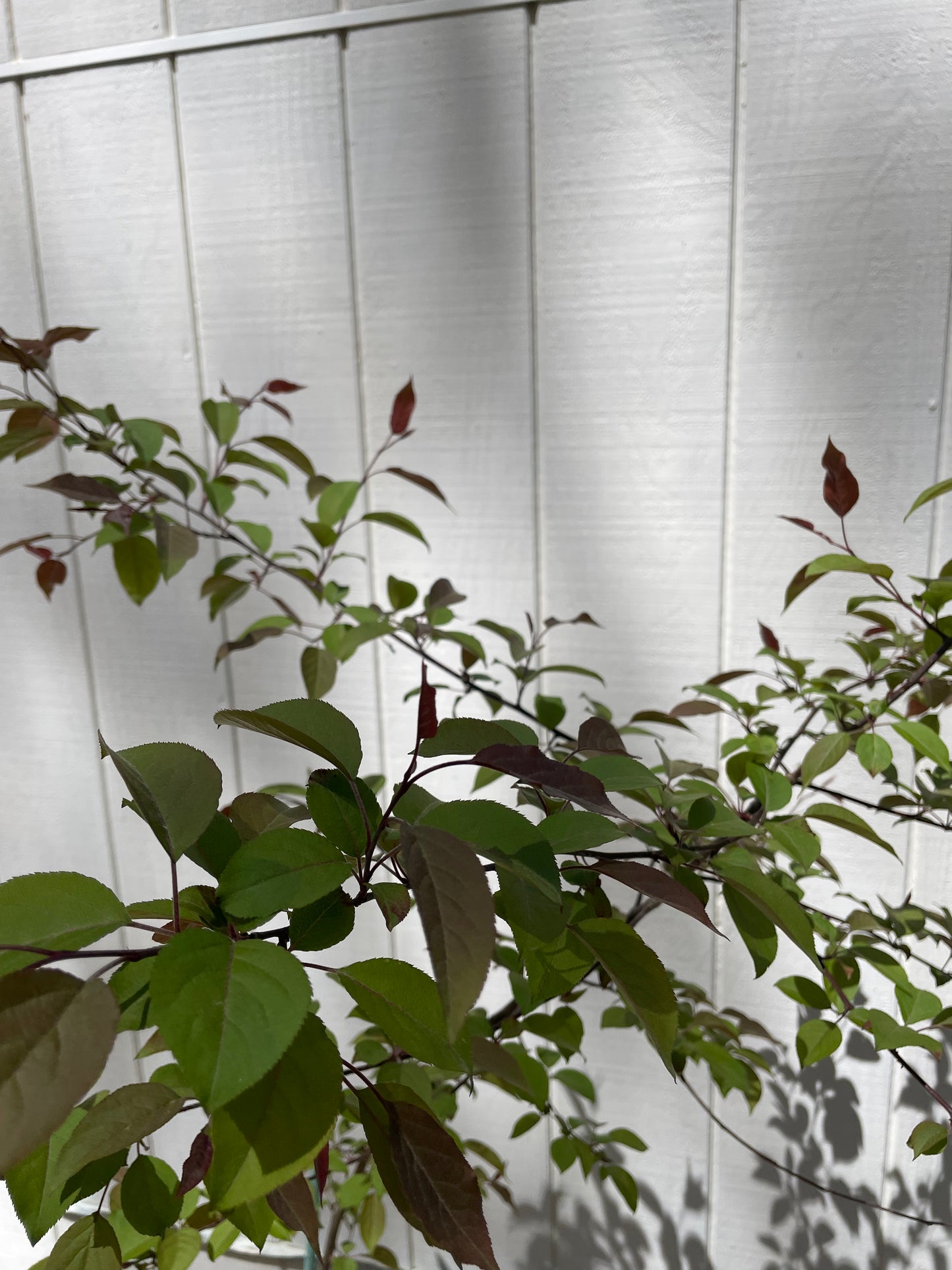Dolgo Crabapple ( Malus Baccata )