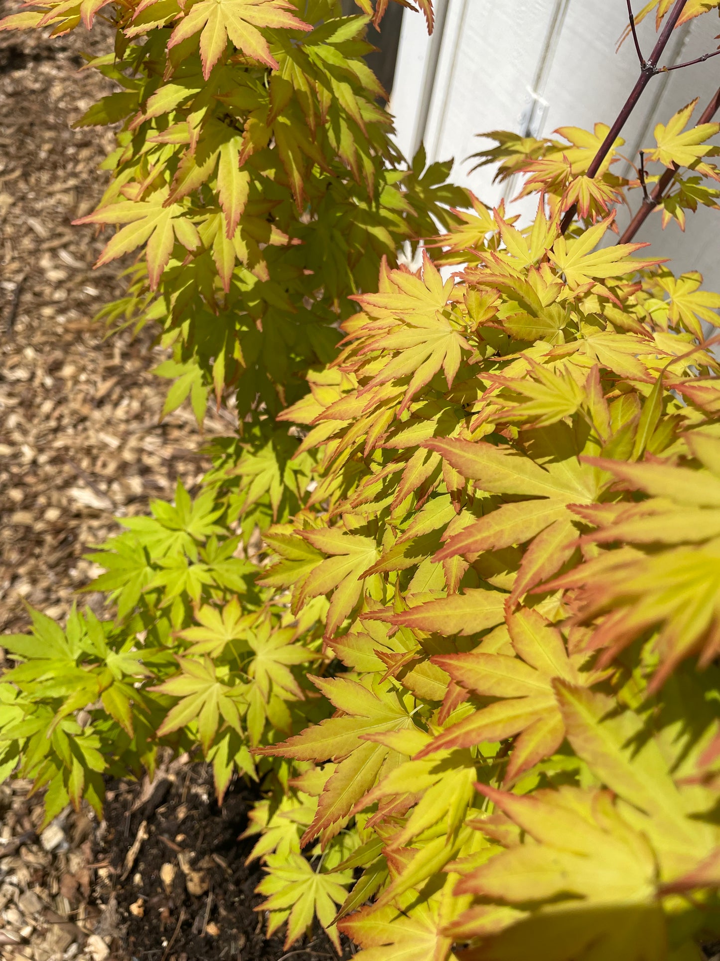Orange Dream Acer Palmatum Tree
