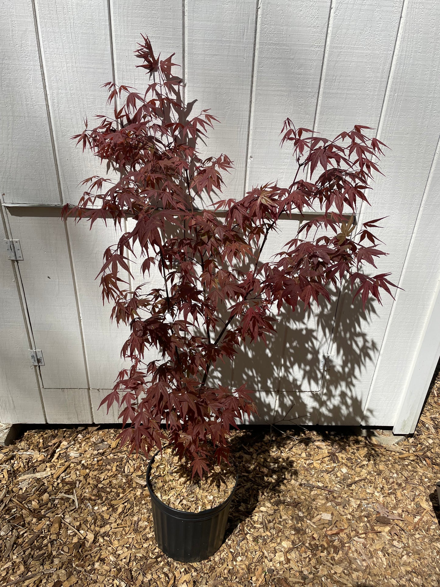 Red Flash Japanese Maple Acer palmatum