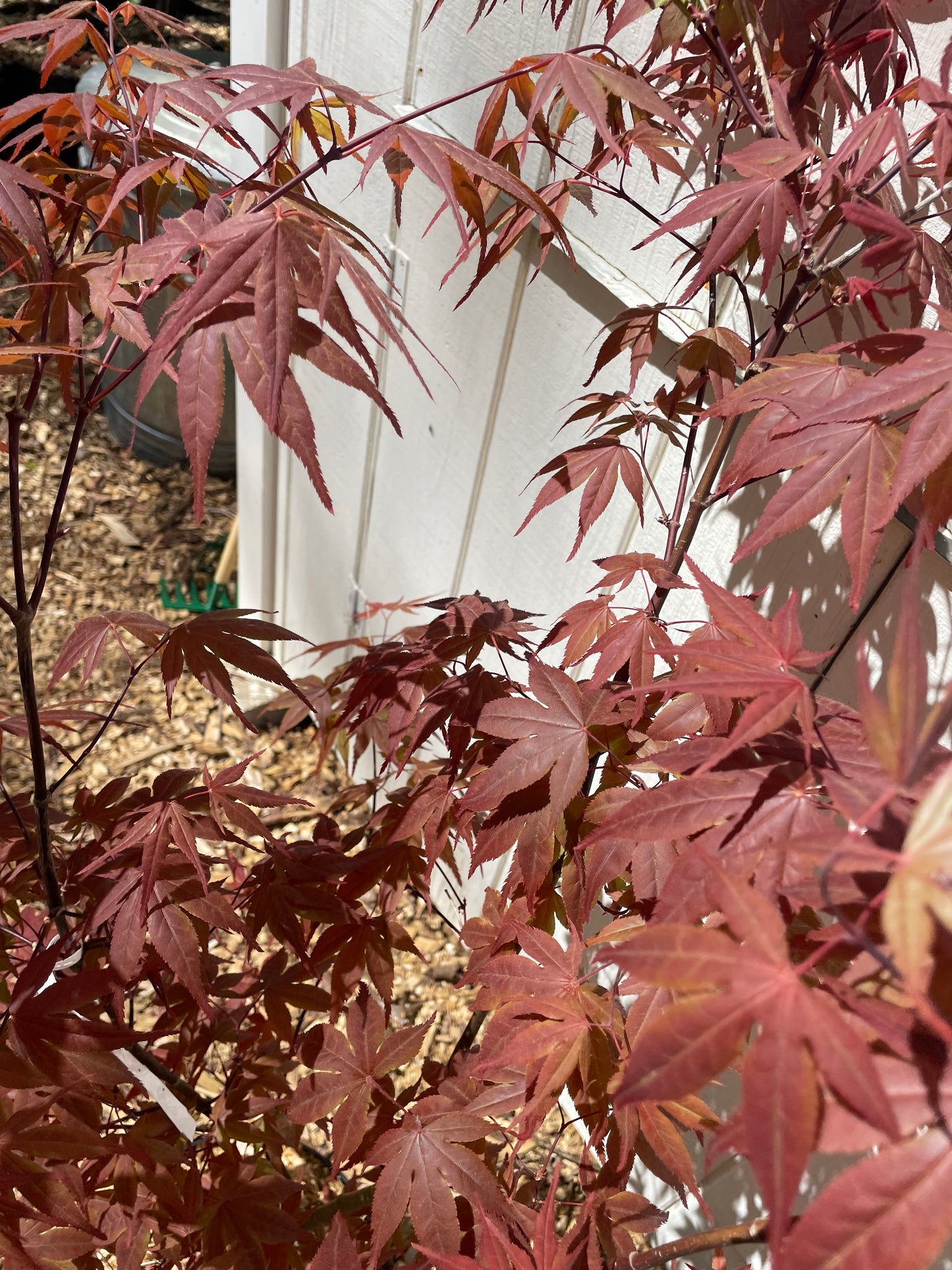Red Flash Japanese Maple Acer palmatum