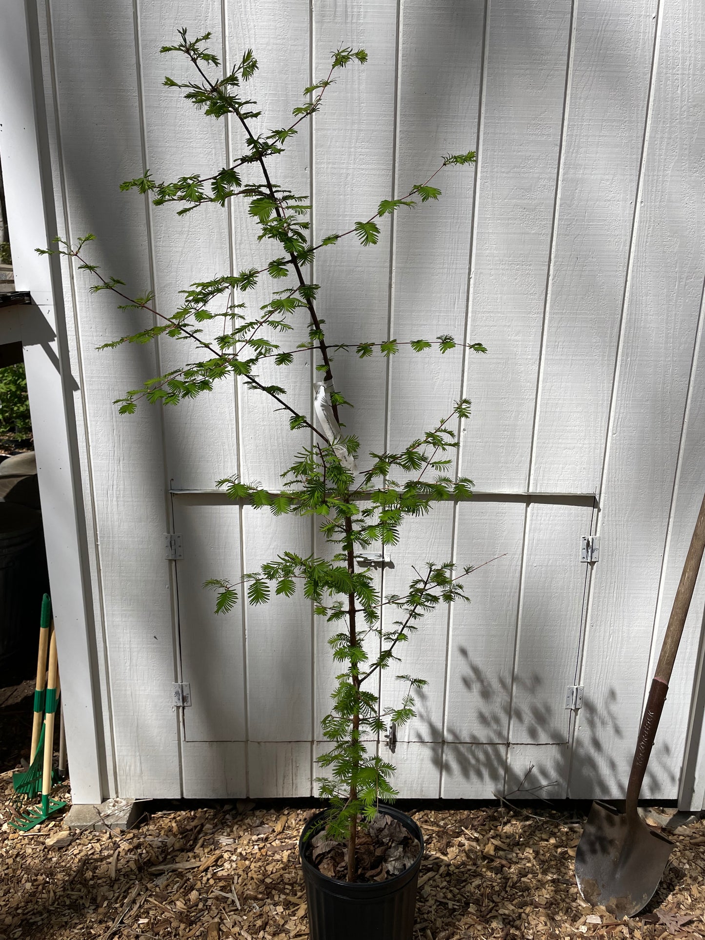 Dawn Redwood Metasequoia glyptostroboides
