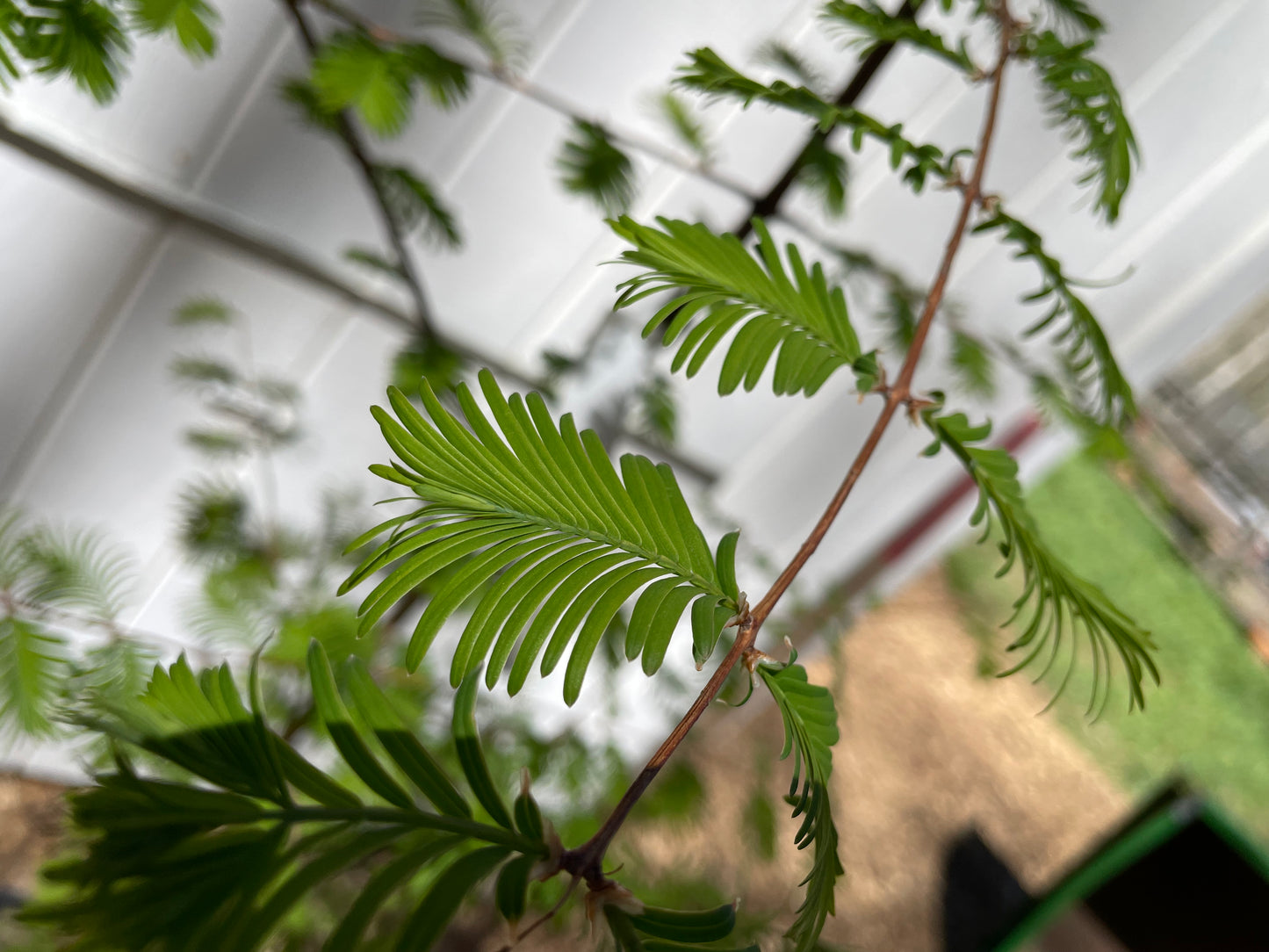 Dawn Redwood Metasequoia glyptostroboides