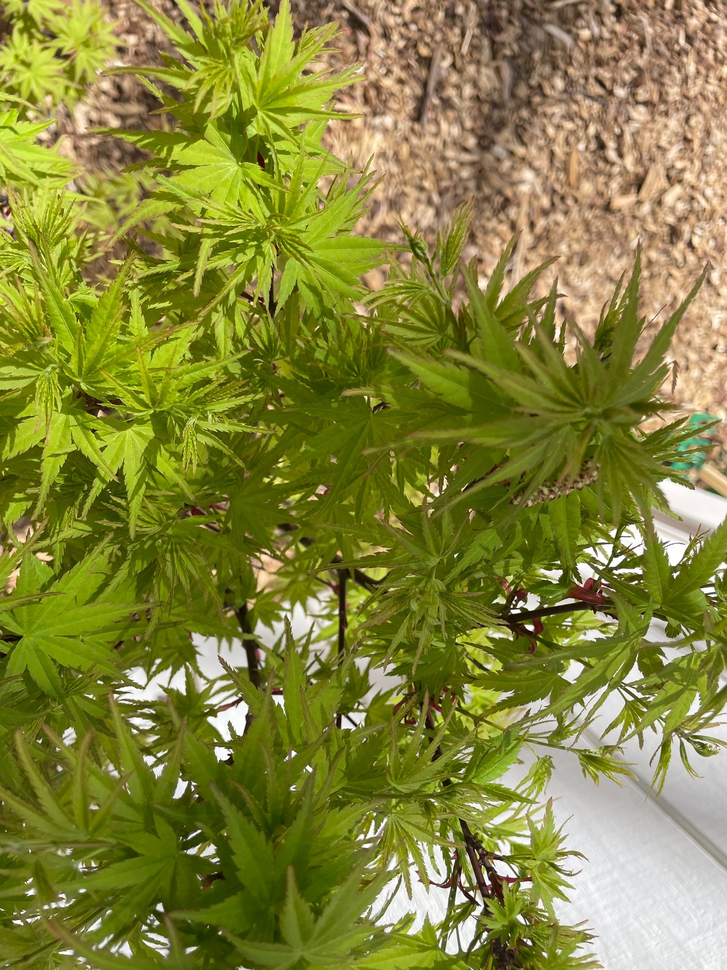 Acer palmatum Lima Gold Dwarf Japanese Maple Tree