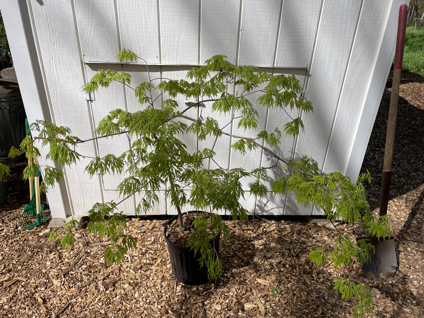 Green Cascade Acer japonicum