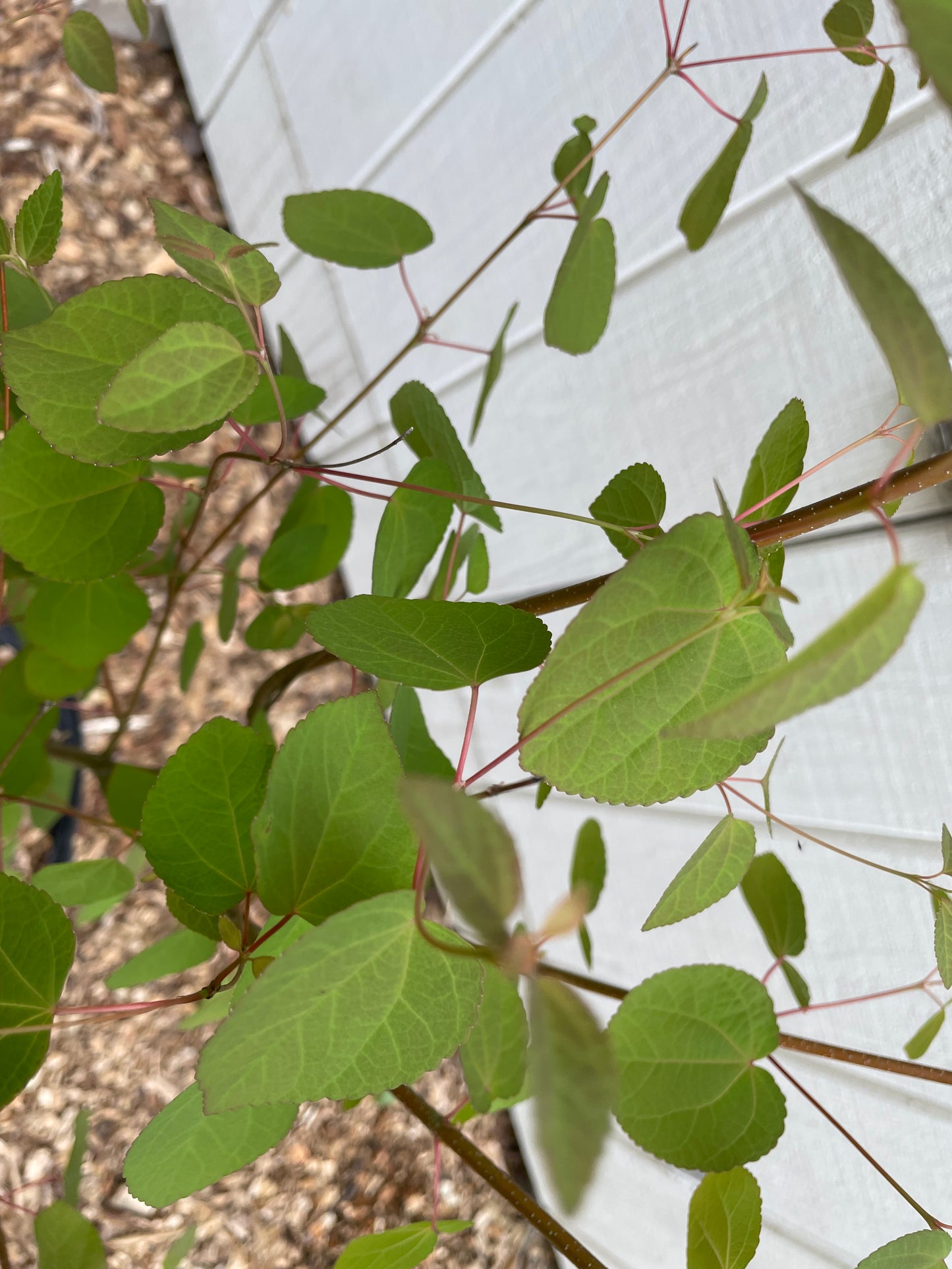 Katsura Tree (Cercidiphyllum japonicum)