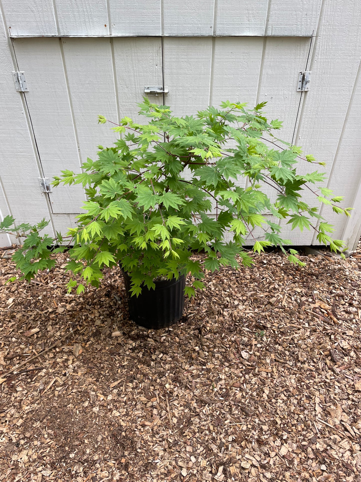 Acer sieboldianum 'Seki no kegon' Tree