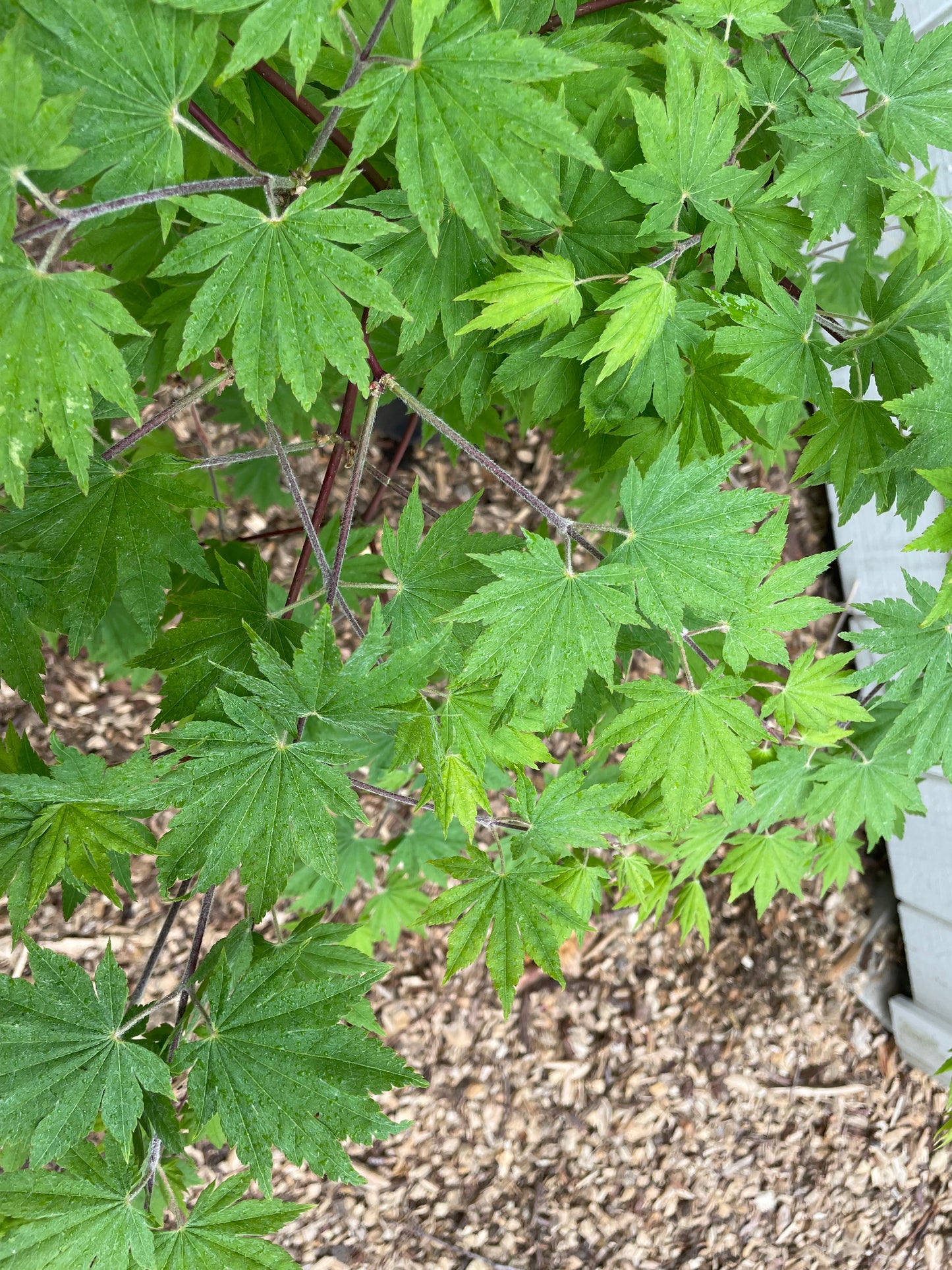 Acer sieboldianum 'Seki no kegon' Tree