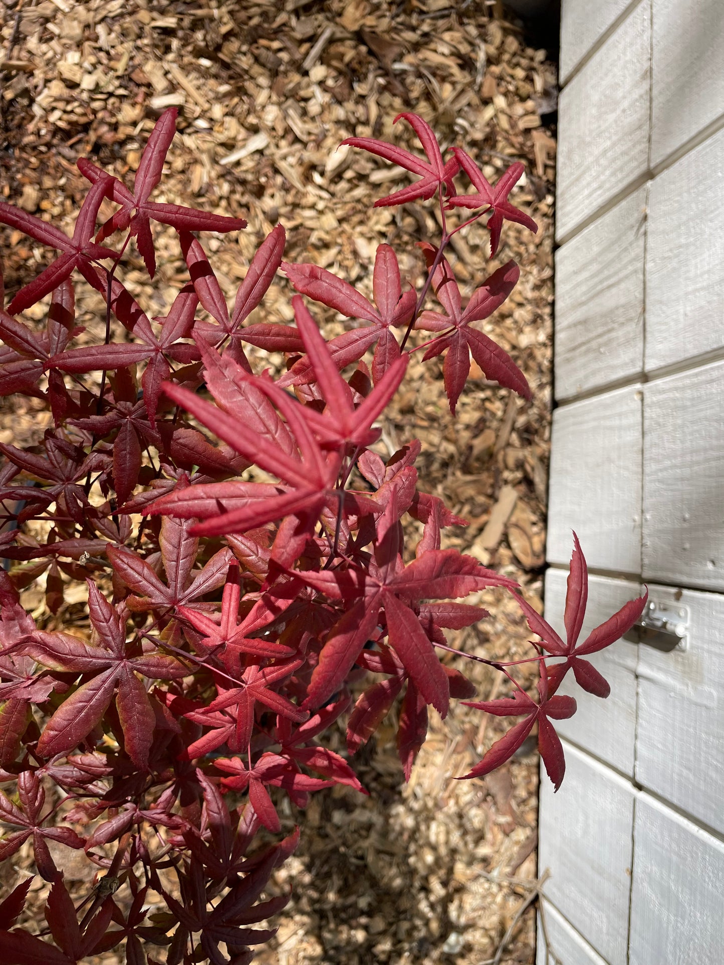 Acer palmatum Peve Starfish Tree