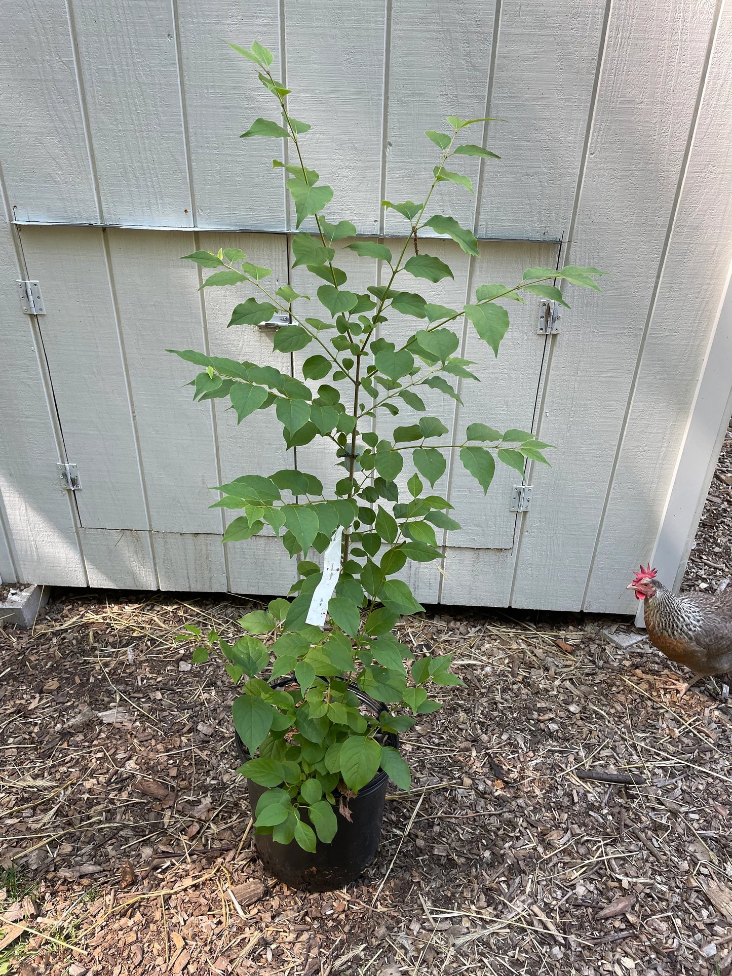 Japanese Lilac Tree ( Syringa reticulata )