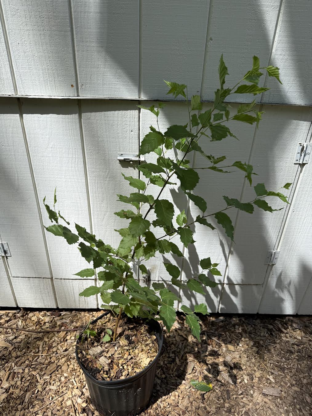 Korean Birch ( Betula costata ) Tree