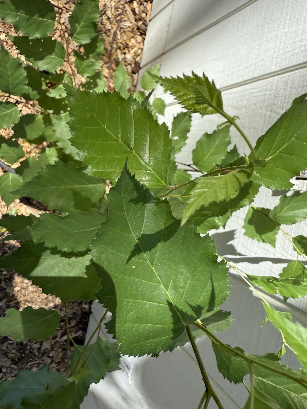 Korean Birch ( Betula costata ) Tree