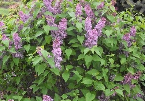 Tiny Dancer™ Lilac Syringa vulgaris 'Elsdancer'