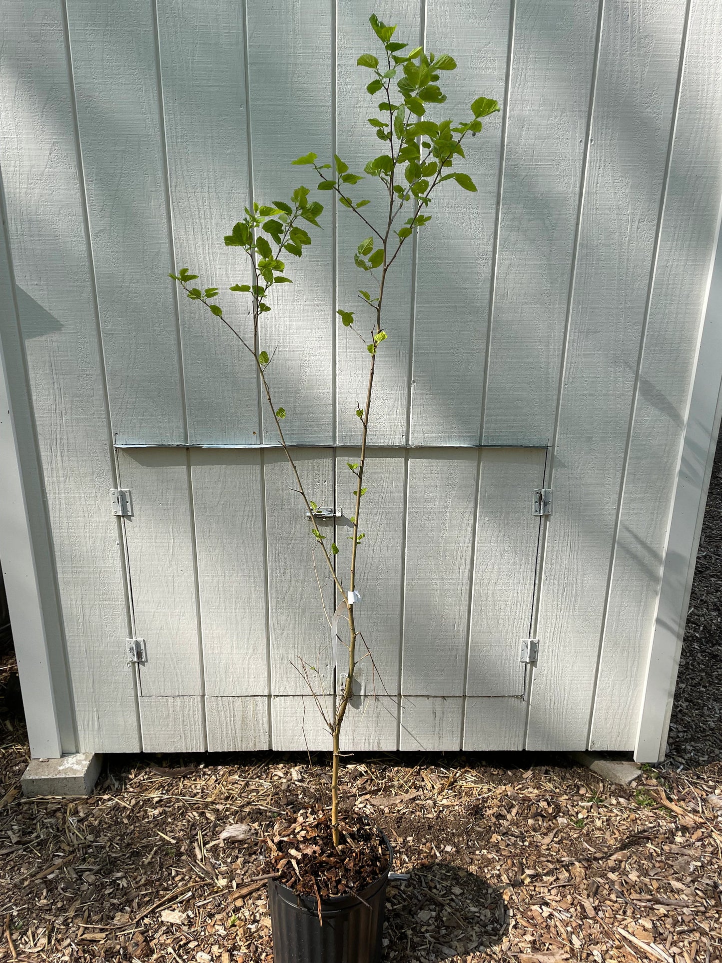 Red Mulberry Tree ( Morus Rubra )