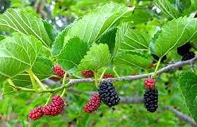 Red Mulberry Tree ( Morus Rubra )
