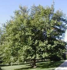 Red Mulberry Tree ( Morus Rubra )