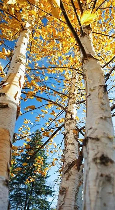 Paper Birch Betula papyrifera