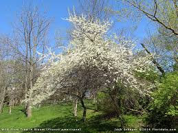 Wild Plum Tree ( Prunus Americana )