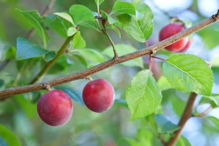 Wild Plum Tree ( Prunus Americana )