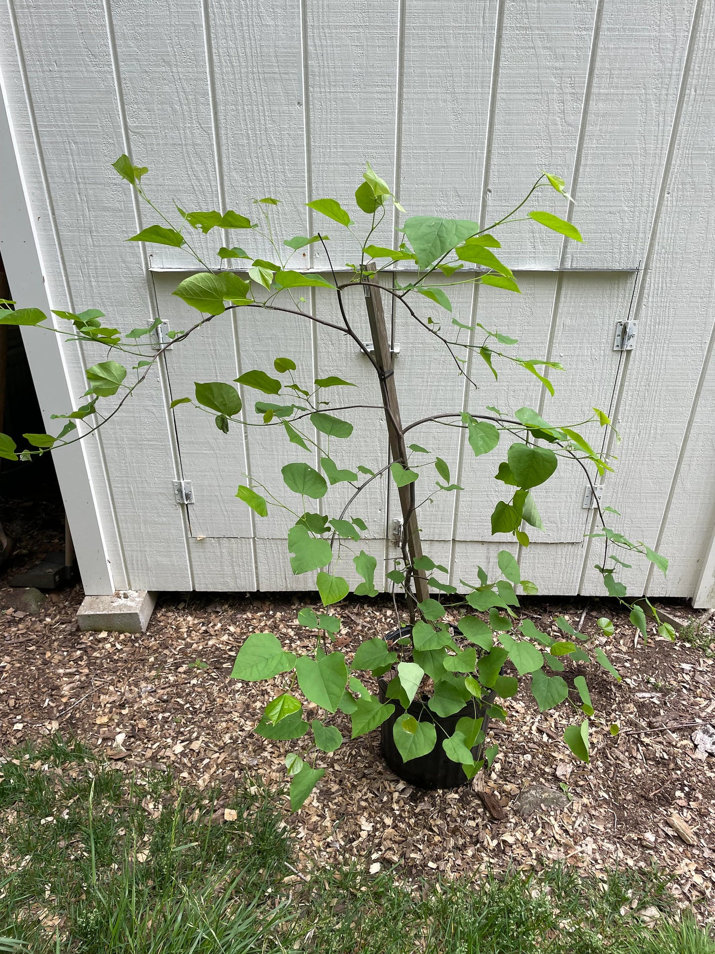 Weeping Redbud ' Lavender Twist ' Cercis Canadensis Grafted